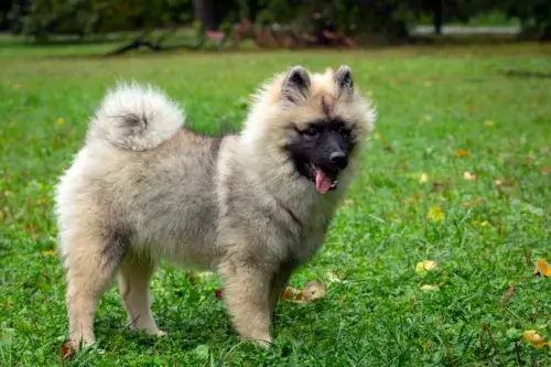Szpic wilczy (Keeshond) – wychowanie rasy