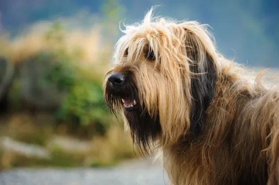 Briard - szkolenie rasy