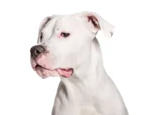 Dog argentyński
