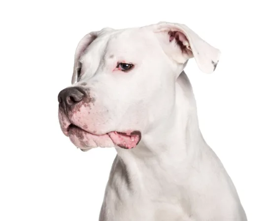 Dog argentyński