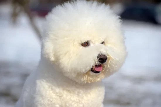Bichon frise – wygląd rasy