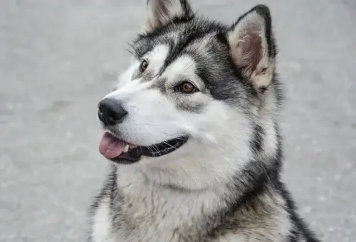 Alaskan Malamute - wygląd rasy