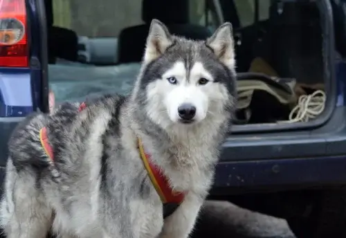 Alaskan Malamute