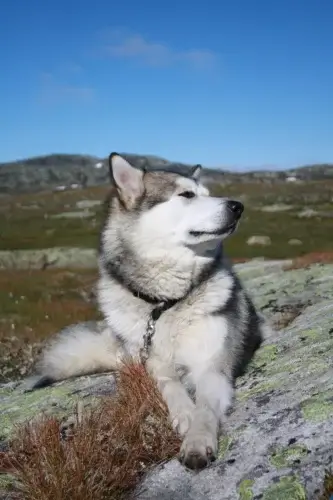 Alaskan Malamute - charakterystyka rasy