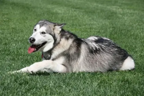Alaskan Malamute - pielęgnacja rasy