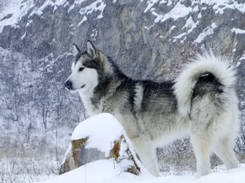 Alaskan Malamute - wychowanie rasy