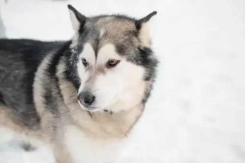 Alaskan Malamute - szkolenie rasy