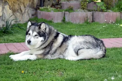 Alaskan Malamute - historia i pochodzenie rasy