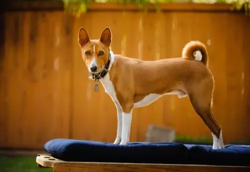 Basenji - zdrowie rasy