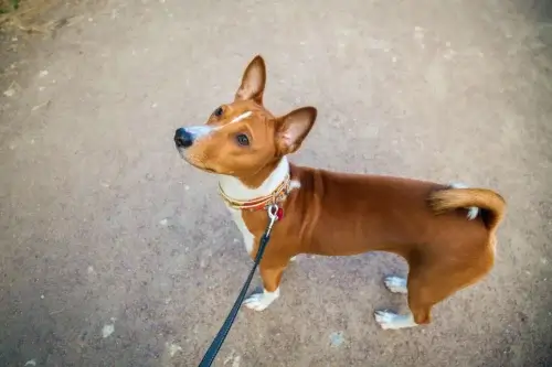 Basenji - cena rasy i koszt utrzymania
