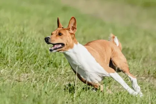Basenji - szkolenie rasy