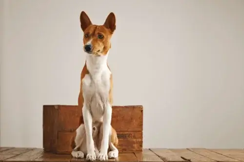 Basenji - pielęgnacja rasy