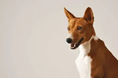 Basenji - historia i pochodzenie rasy