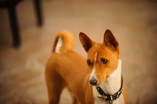 Basenji - żywienie rasy