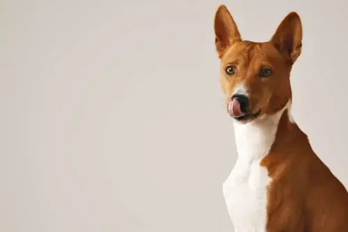 Basenji - wychowanie rasy