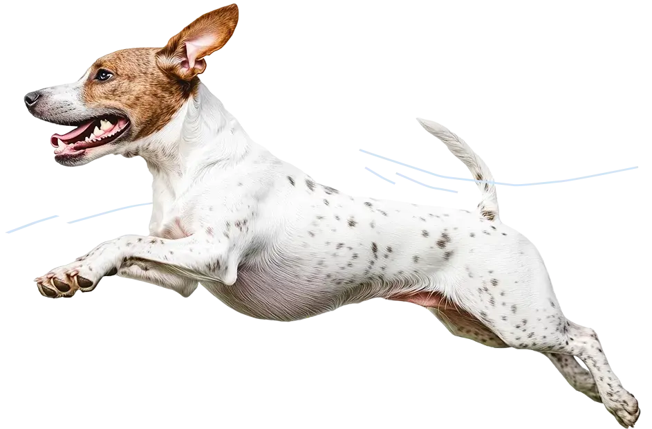 CRUDO Żółtko jaja kurzego