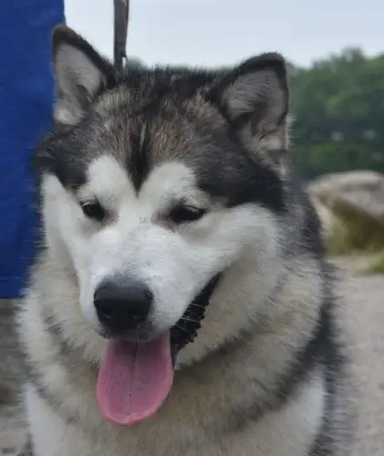 Alaskan Malamute - żywienie rasy