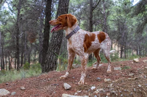 Epagneul bretoński – żywienie rasy