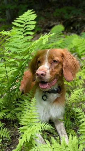 Epagneul bretoński – wygląd rasy