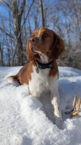 Epagneul bretoński – zdrowie rasy