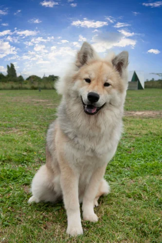 Eurasier – pielęgnacja rasy