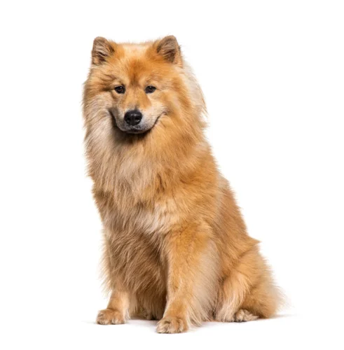 Eurasier – zdrowie rasy