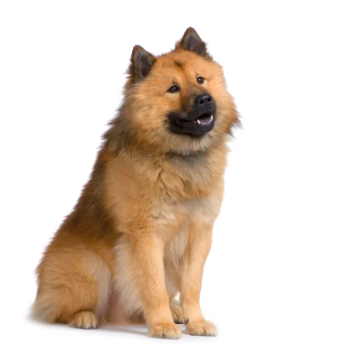 Eurasier – wygląd rasy