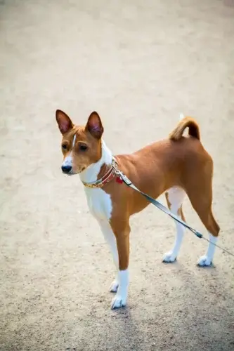 Basenji