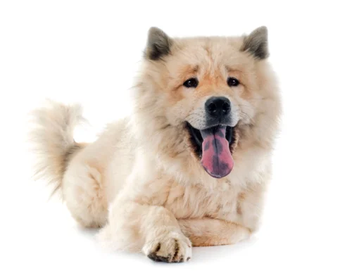 Eurasier – cena rasy i koszt utrzymania