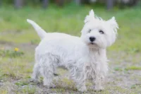 West highland white terrier