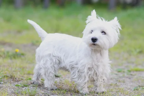 West highland white terrier
