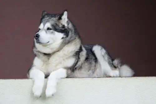 Alaskan Malamute - zdrowie rasy