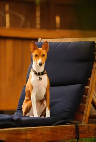 Basenji - charakterystyka rasy