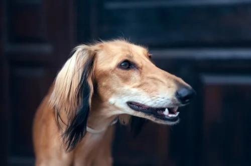 Saluki (chart perski) – charakterystyka rasy