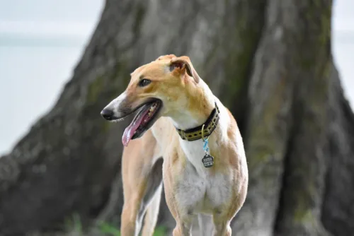 Saluki (chart perski) – wygląd rasy