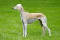 Saluki (chart perski)