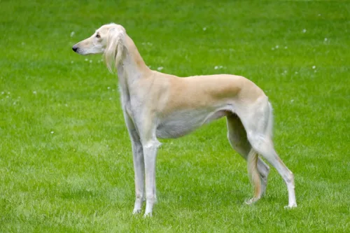 Saluki (chart perski)