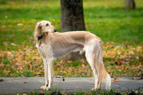 Saluki (chart perski) – historia i pochodzenie rasy
