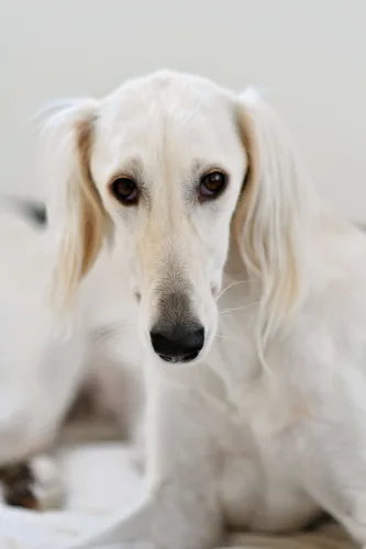 Saluki (chart perski) – wychowanie rasy