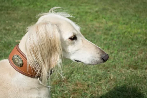 Saluki (chart perski) – szkolenie rasy