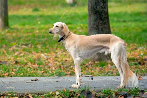 Saluki (chart perski) – cena rasy i koszt utrzymania