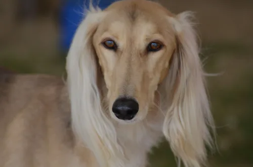 Saluki (chart perski) – żywienie rasy