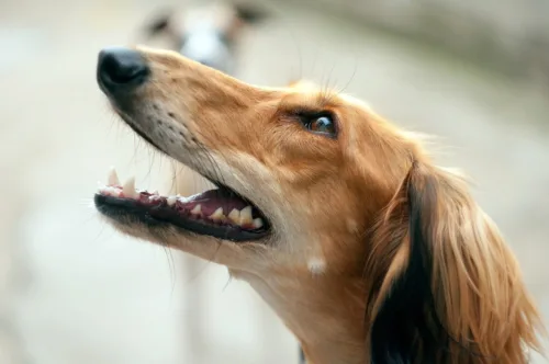 Saluki (chart perski) – zdrowie rasy