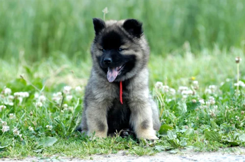 Eurasier – wychowanie rasy