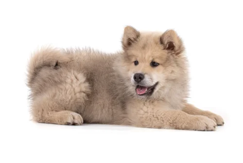 Eurasier – szkolenie rasy