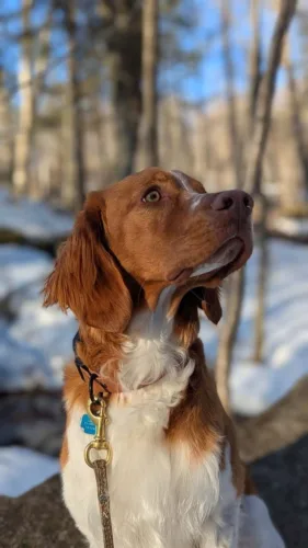 Epagneul bretoński – historia i pochodzenie rasy