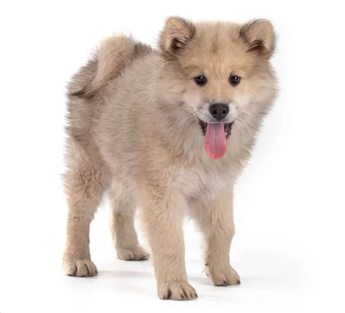 Eurasier – żywienie rasy