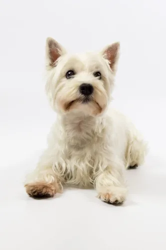 West highland white terrier – cena rasy i koszt utrzymania