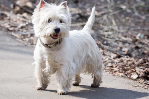 West highland white terrier – zdrowie rasy