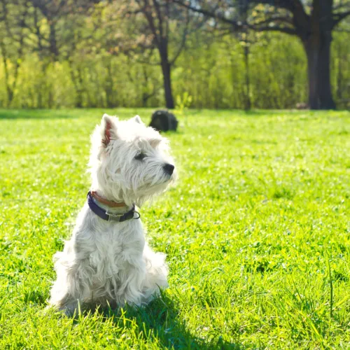West highland white terrier – szkolenie rasy
